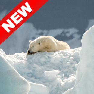 Ice Bear Wallpapers - Screen Background
